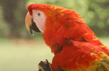 3-Day Eco Amazonia Lodge in the Amazon Jungle ECOMAGICO