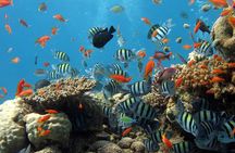 Exploring the Magnificent East of Mauritius: Full-day incl Blue Bay Marine Park