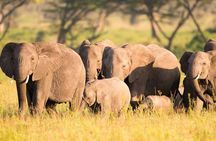 5 Days - Tanzania Budget Camping Safari