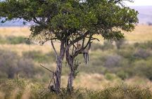 Animal Migration Safaris , Destination - Kenya