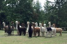 Alpaca Ranch and Fiber Processing Mill Tour