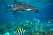 Snorkeling with Whale Sharks - Isla Mujeres 