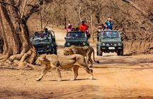 Jeep Safari - Gir National Park, Gujarat, India
