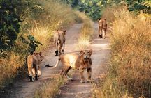 Jeep Safari - Gir National Park, Gujarat, India