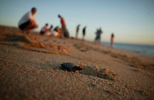 Los Cabos Turtle Release Eco-Experience