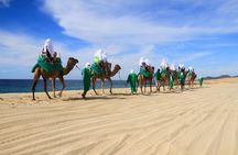Camel Ride & Encounter at Los Cabos