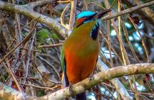 Private Birdwatching Tour