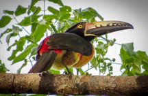 Private Tour: Birdwatching Playa del Carmen