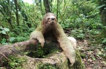 Sloth Watching Trail