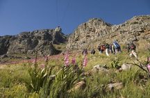 Private Hiking Tour of Table Mountain