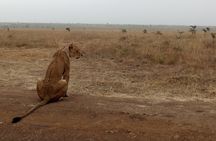 Nairobi National Park Half day Safari with Options