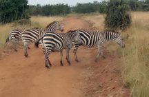 Half Day Sunrise Game - Drive of National Park Tour From Nairobi