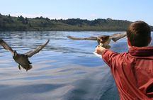 Daily Scenic Maori Rock Carving Cruise Taupo