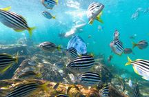 Manly Snorkel Trip and Nature Walk with Local Guide