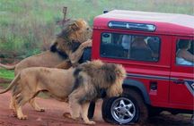 Safari & PheZulu Village Day Tour from Durban