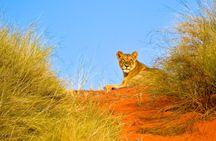 Hluhluwe Imfolozi Safari Day Tour from Durban