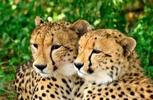 St Lucia Estuary Safari & Emdoneni Wild Cat Project Day Tour from Durban