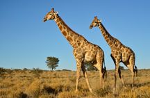 Half Day Safari Tour from Durban
