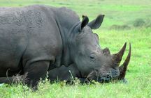 Half Day Safari Tour from Durban