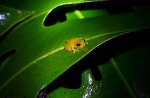 Monteverde Night Tour: Glass Frogs, lateralis, Sloths & Jungle