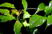 Monteverde Night Tour: Glass Frogs, lateralis, Sloths & Jungle