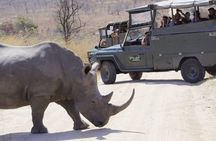 Full Day Safari in the Kruger National Park from Hazyview