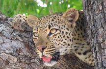 3 day Private Authentic Kruger Park Safari Experience