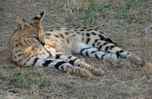 Cruise on Blyde Dam & Moholoholo Rehab Centre Day Tour from Hazyview