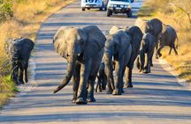 4 day Private Kruger Under Canvas Safari