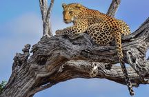 Private Full Day Safari l Kruger National Park from Hazyview or Skukuza