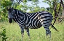 Private 5-Day Overnight Safari In Kruger Park from Skukuza Airport