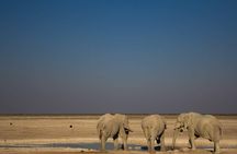 3-Day Etosha Express Accommodated Safari from Windhoek