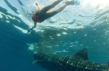 Whale Shark Tour from Holbox Island