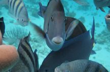 Stingray City Experience Plus Two Snorkeling Stops on Grand Cayman