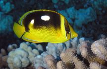 Two Tank Lanai Certified Diving Adventure from Lahaina
