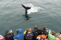 Newfoundland Puffin and Whale Watch Cruise