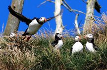 Newfoundland Puffin and Whale Watch Cruise