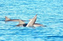 Swim with Wild Dolphins & Benitiers Island With Lunch & Transport