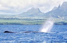 Swim With Wild Dolphins & Whale Watching With Hotel Pickup & Dropoff
