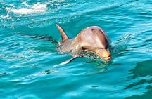 Nature Discovery Tour: Dolphins, Tortoises, the Wild South & More