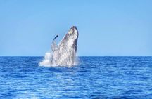 Swimming with Wild Dolphins & Whale Watching With Transportation