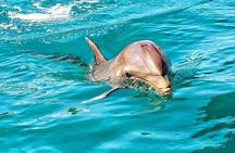 Swimming with Wild Dolphins & Whale Watching With Transportation