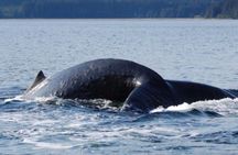 Icy Strait Shore Excursion: Whale Watching Adventure Tour