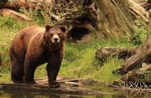Sitka Shore Excursion: Bears, Raptor Center, & Totem Park Tour (Small Group)