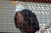 Sitka Shore Excursion: Bears, Raptor Center, & Totem Park Tour (Small Group)