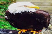 Ketchikan Shore Excursion: Eagle Sanctuary and Rainforest Wildlife Center