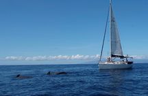 Whale and Dolphin Watching Sailing Boat with Drinks, Snacks and Swimming Time