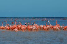 Private Tour: Ek Balam, Pink Flamingos Sanctuary and Tequila Tasting Factory