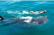 Whale Shark Swim Adventure SMALL GROUP from Cancun