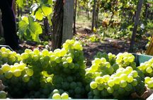Wine Tour and Lunch with Winetasting and Vineyard Visit